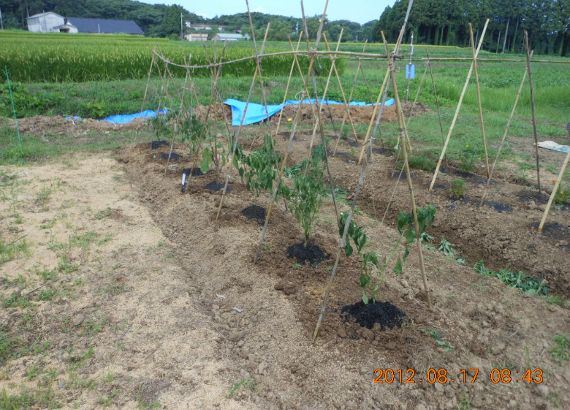 ピーマン（あきの）の移植 2012-08-16