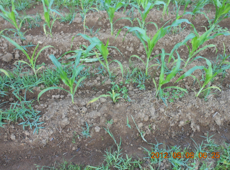 とうもろこしの獣害 2012-08-08