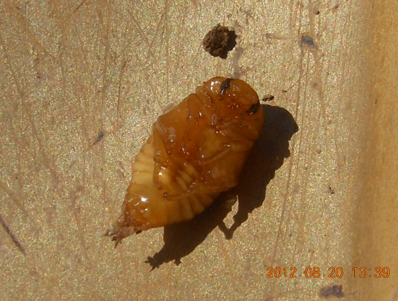 コガネムシのさなぎだと思う 2012-08-20