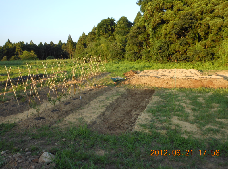 ３号ほ場で畝つくり 2012-08-21