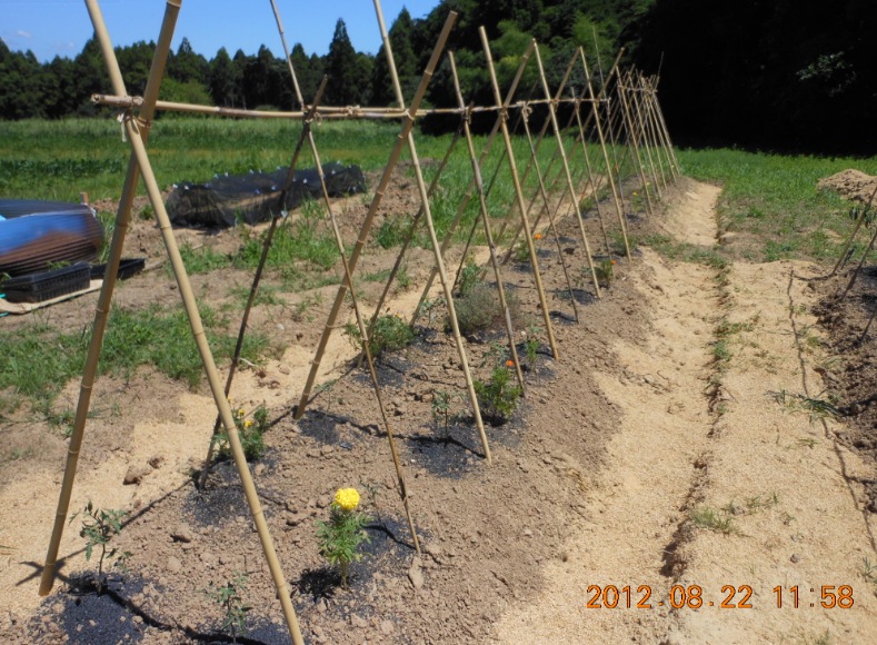 トマトの定植で大きな勘違いをしていたような 2012-08-22
