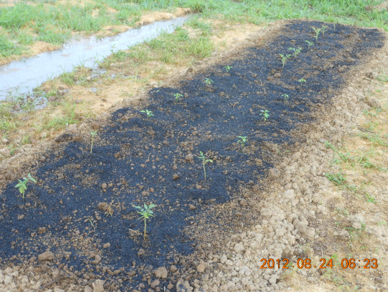 「なつのこま」と「伊勢ピーマン」の定植 2012-08-23