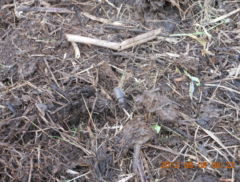 切り返しとカブトムシ 2012-08-08