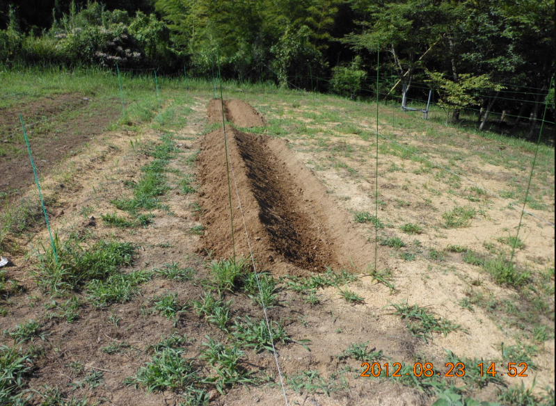 とうもろこしの播種と大根十耕（6耕目） 2012-08-23