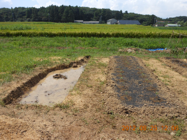 切り株が出てきた。。。 2012-08-25