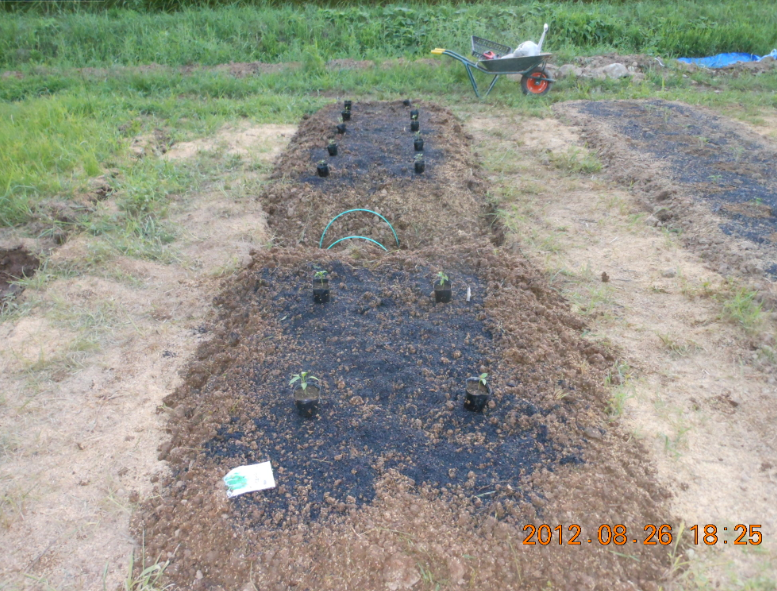 伊勢ピーマンの定植（その２） 2012-08-26