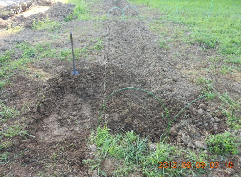 畝立てですが 2012-08-09