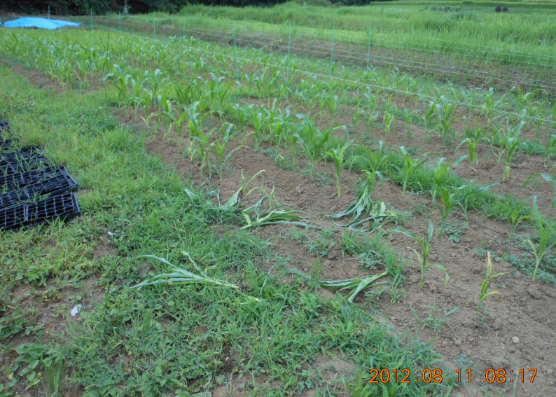 とうもろこしの獣害 2012-08-11