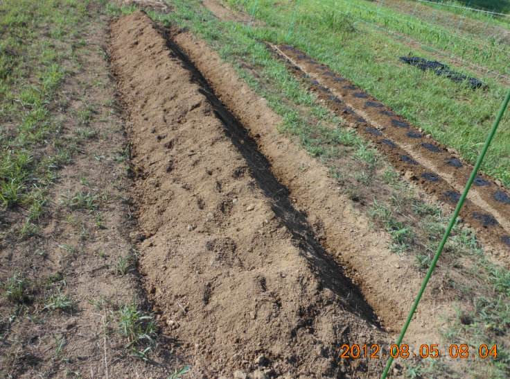 大根十耕（４耕目） 2012-08-04