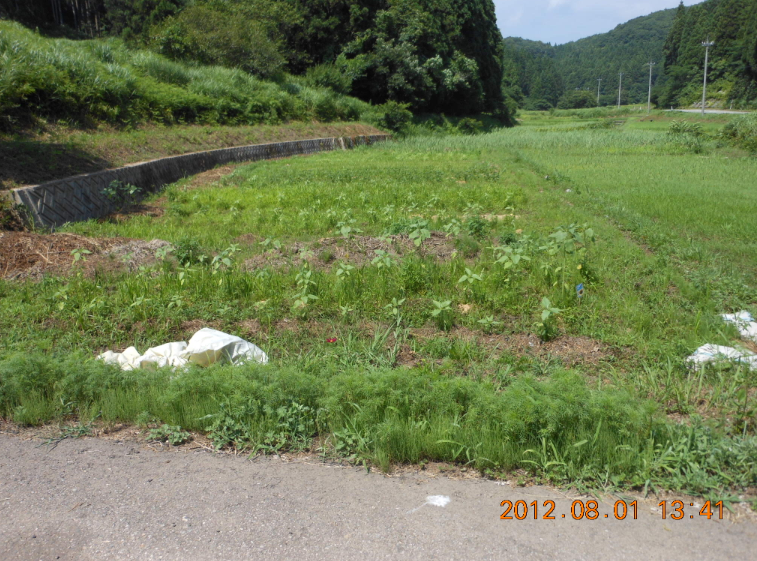 コスモスが咲きました 2012-08-01