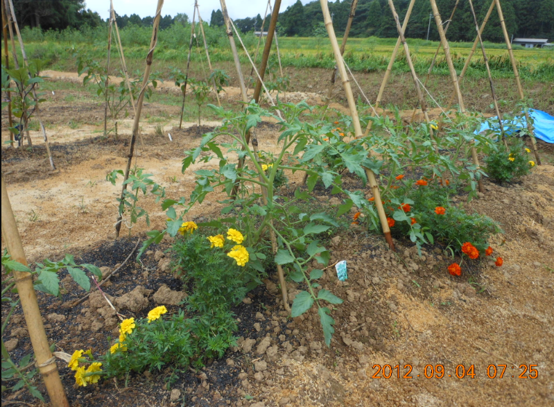 トマトの誘引 2012-09-04