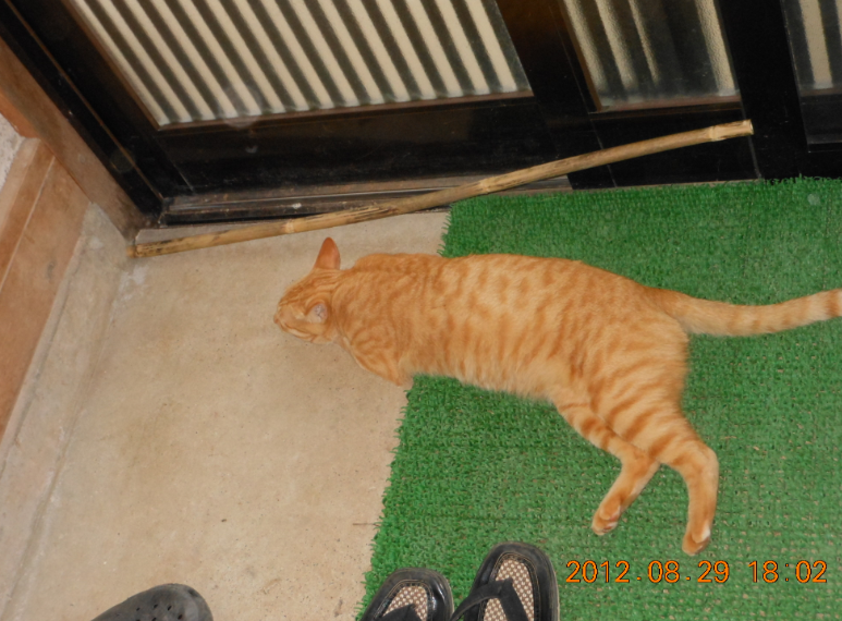 飼い猫の「きぃ」ですが外出禁止 2012-08-31
