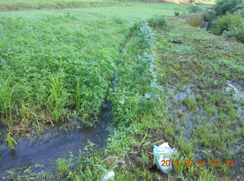 エンツァイの収穫？ 2012-09-01