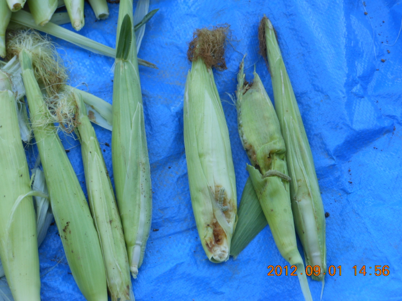 蛾の幼虫がゴロゴロと 2012-09-01