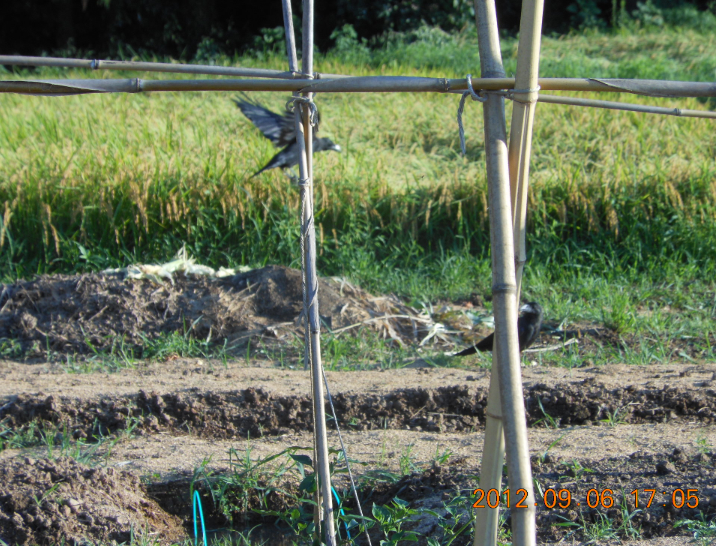 朝は雨でしたが 2012-09-06