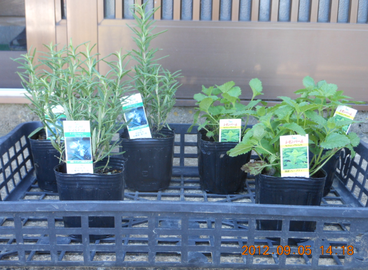 トマトの芽かきとハーブの移植 2012-09-07