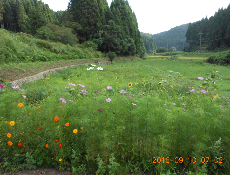 植生が少し変わりました 2012-09-09