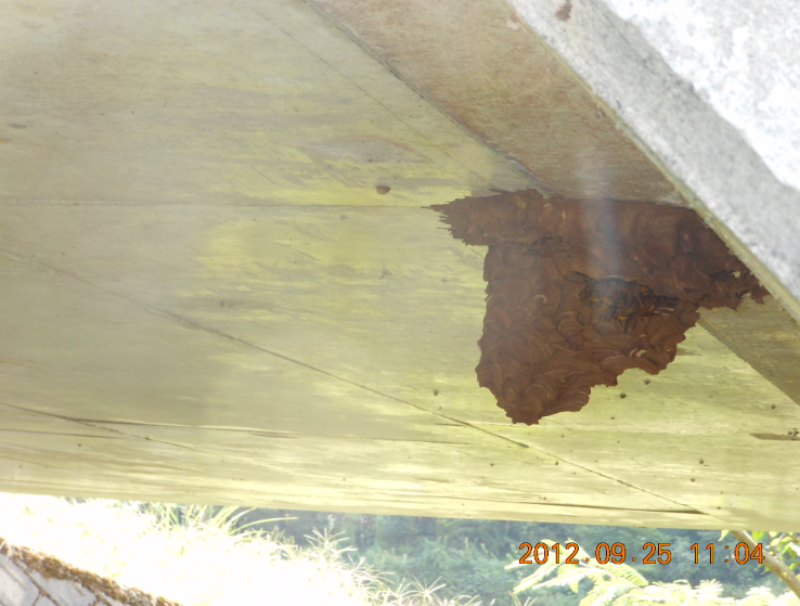 蜂の巣が復旧作業中 2012-09-25