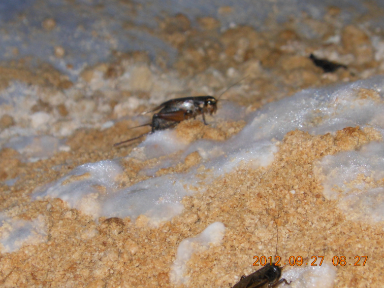 発酵米ぬかとこおろぎ 2012-09-27