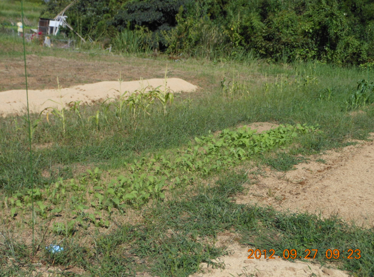 カザフ辛味大根の間引きと播種 2012-09-27
