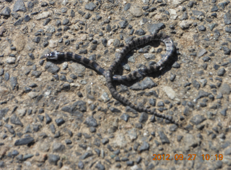 シロマダラ 2012-09-27