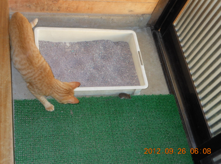 猫とねずみ 2012-09-28