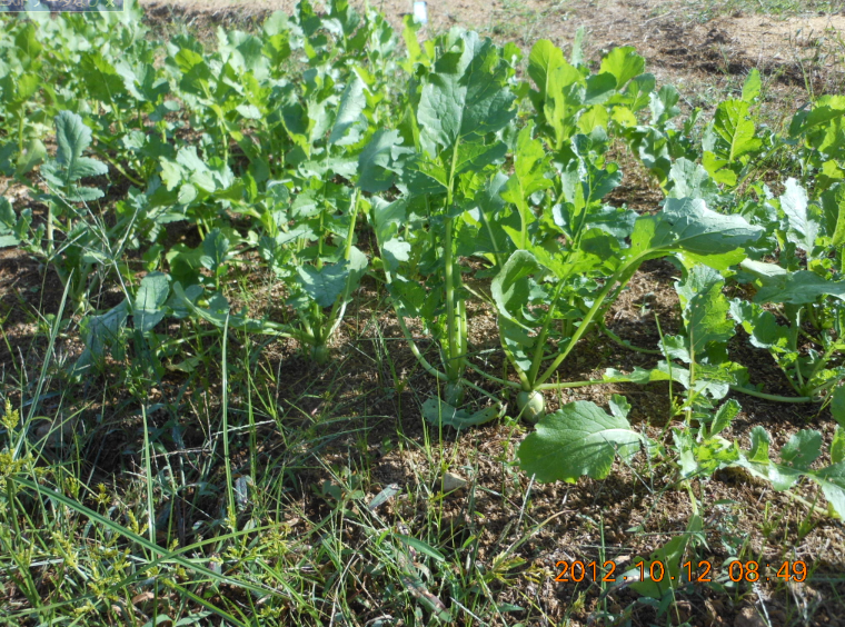 そろそろ収穫 2012-10-12