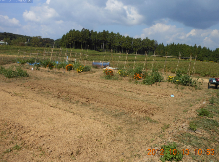 カザフ辛味大根の播種 2012-10-13