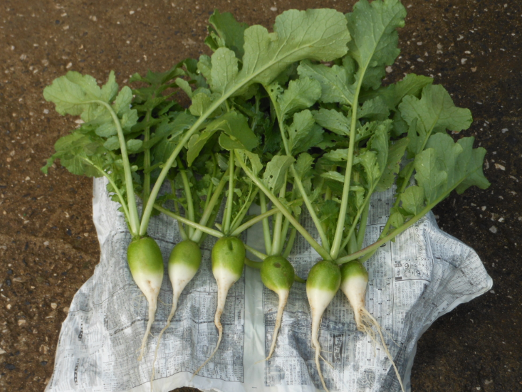 カザフ辛味大根の収穫 2012-10-18