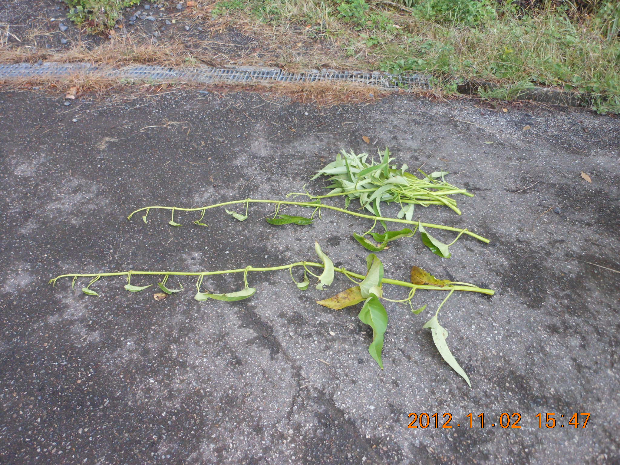 エンツァイが面白いことに 2012-11-03