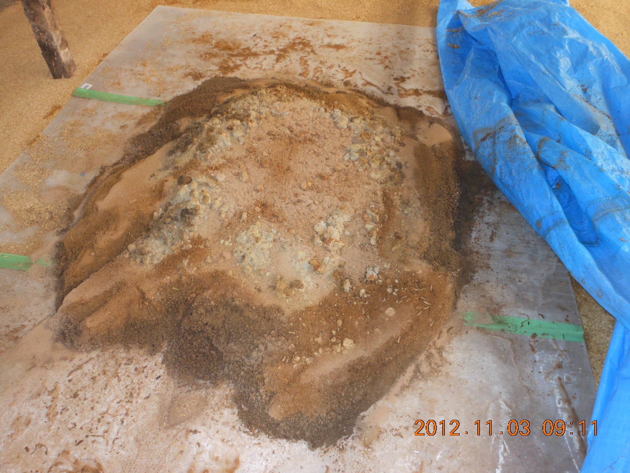 米ぬかの低温発酵は失敗してウジだらけ 2012-11-03