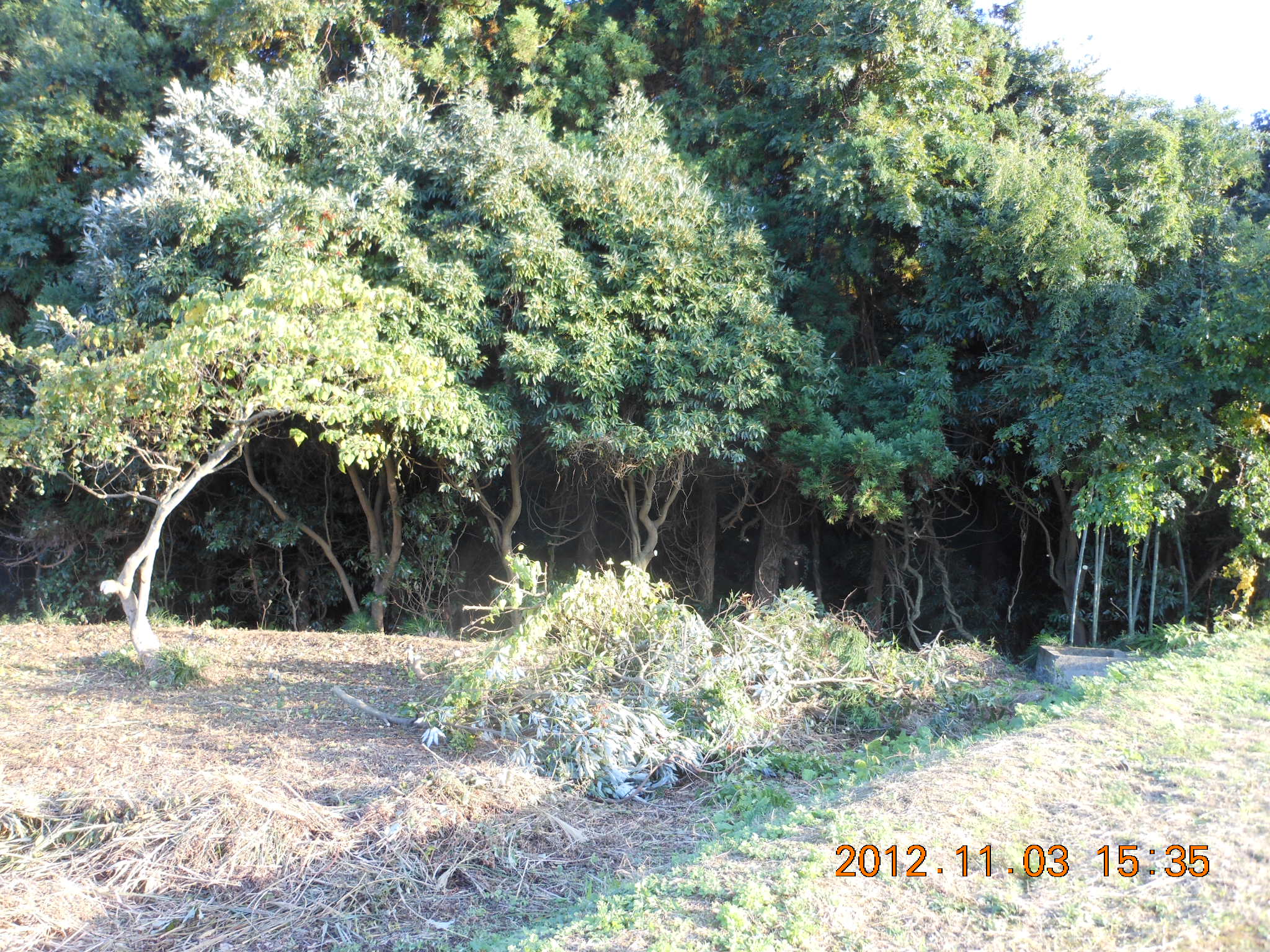 ４号ほ場で枝切り 2012-11-03