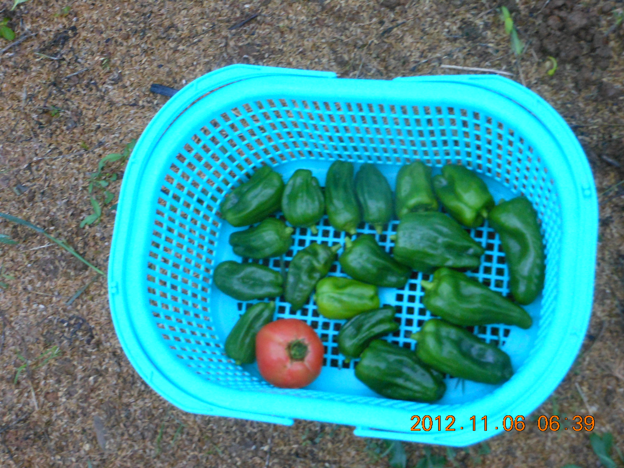 ろじゆたかトマトを試食してみた 2012-11-07