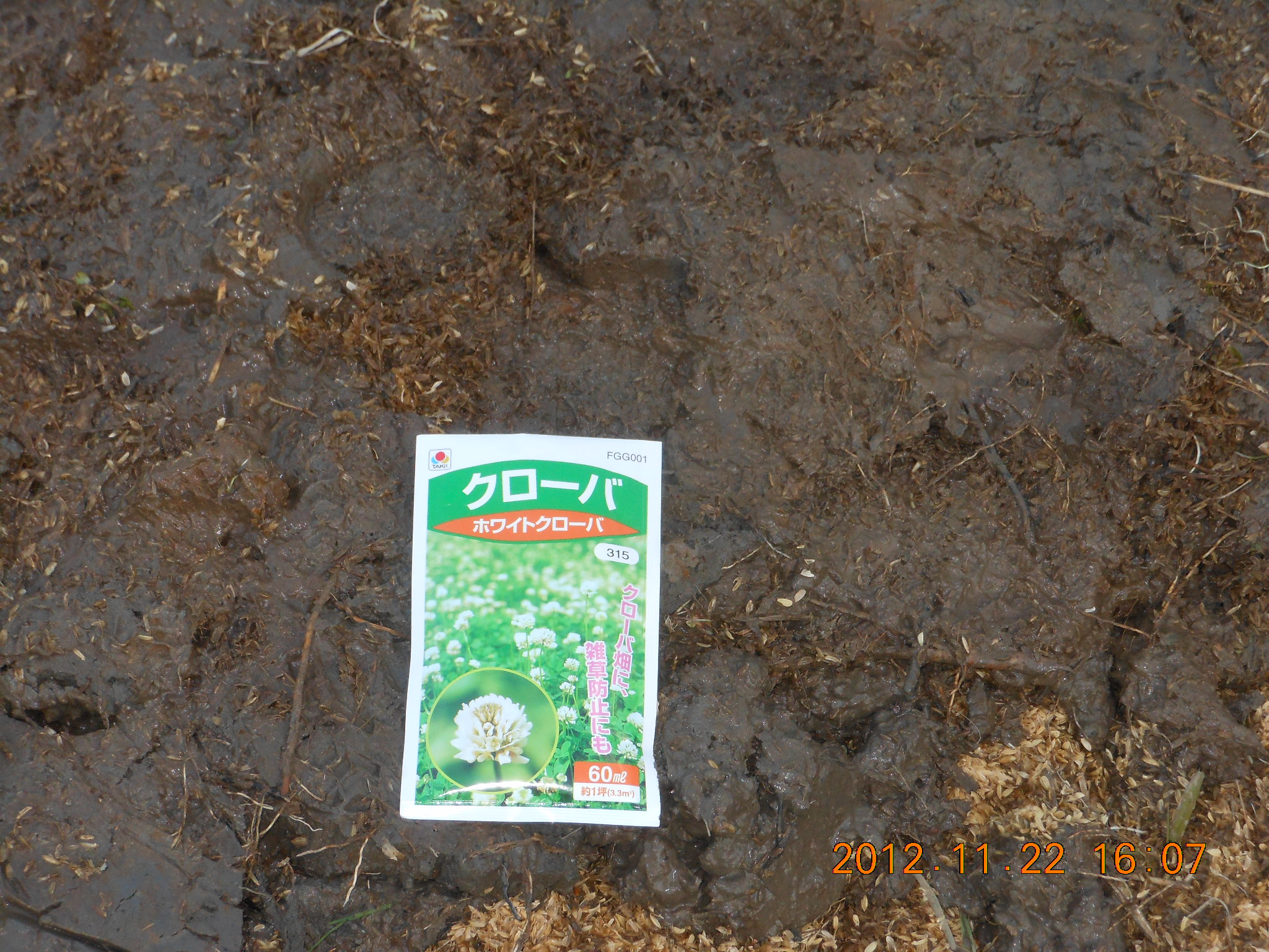 白クローバーの播種 2012-11-22