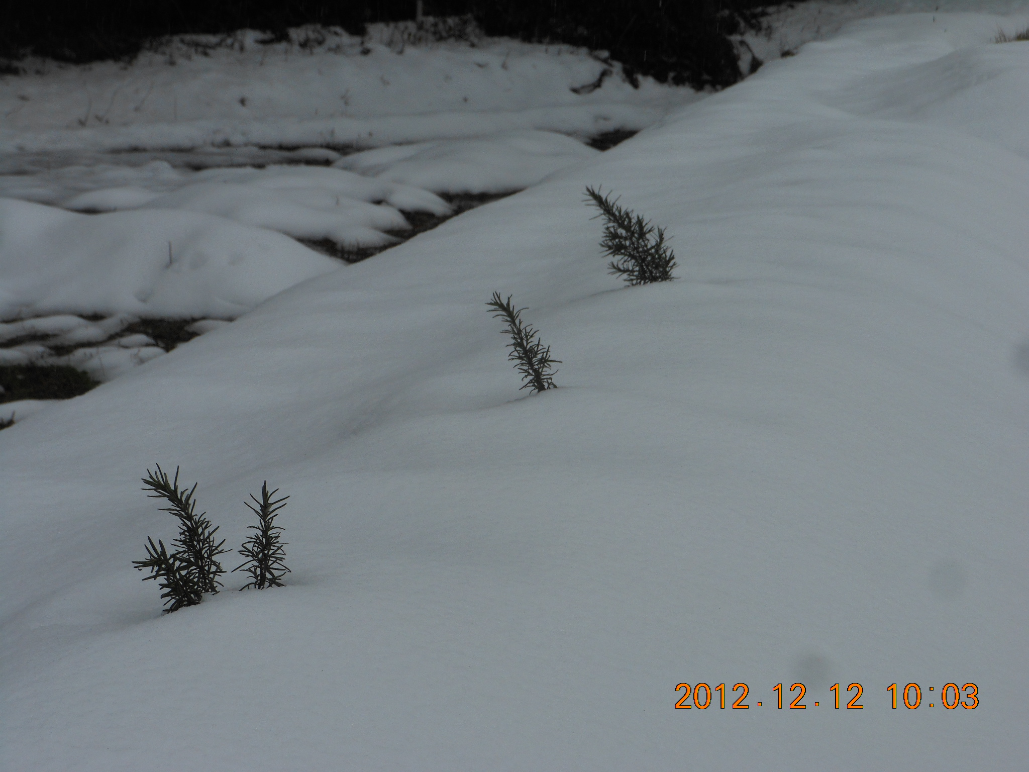 畑が雪に埋もれたわけですが 2012-12-12