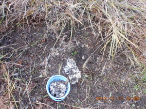 コスモスの跡地にクローバー 2012-12-17