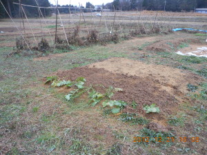 カザフ辛味大根について 2012-12-21