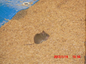 踏み込み温床作り(8-2) 2013-01-19