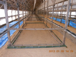 踏み込み温床作り（３） 2013-01-05