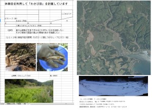 1号ほ場でわさび栽培 2013-02-09