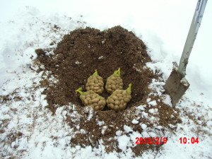 アピオスの種イモを静岡県の自然薯屋さんから購入しました- 2013-02-09