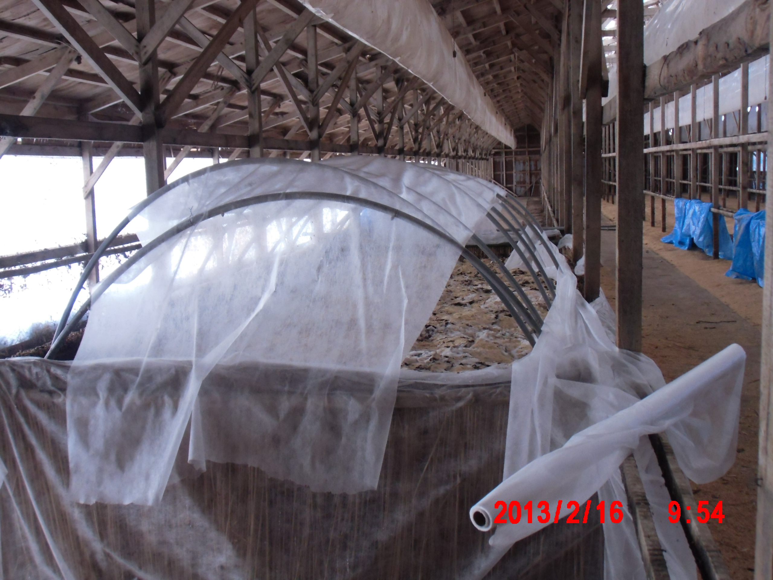 踏み込み温床で気づいたこと 2013-02-20