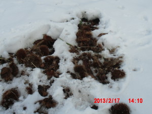 「栗のいが」は５３袋集めました 2013-02-20