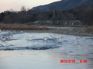 安曇野犀川の白鳥湖 2013-02-25