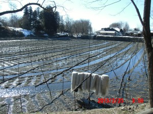 大王わさび農場 2013-02-25