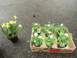 「ふきのとう」と７つの水仙 2013-03-10
