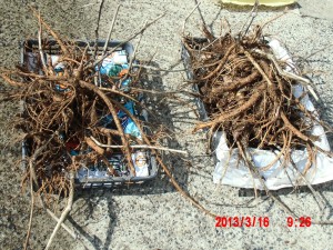 山うどの定植 2013-03-16