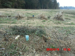 タイムの風除け 2013-03-16