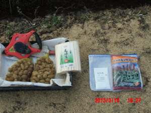 アピオスの定植（その１） 2013-03-16