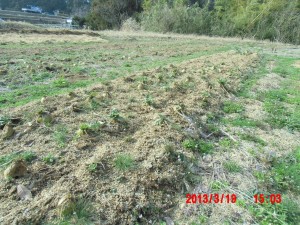 秋まきカザフ辛味大根の播種時期？2013-03-22